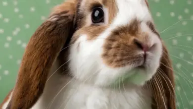 Blízky záběr na domácího králíka s hnědo-bílou srstí.