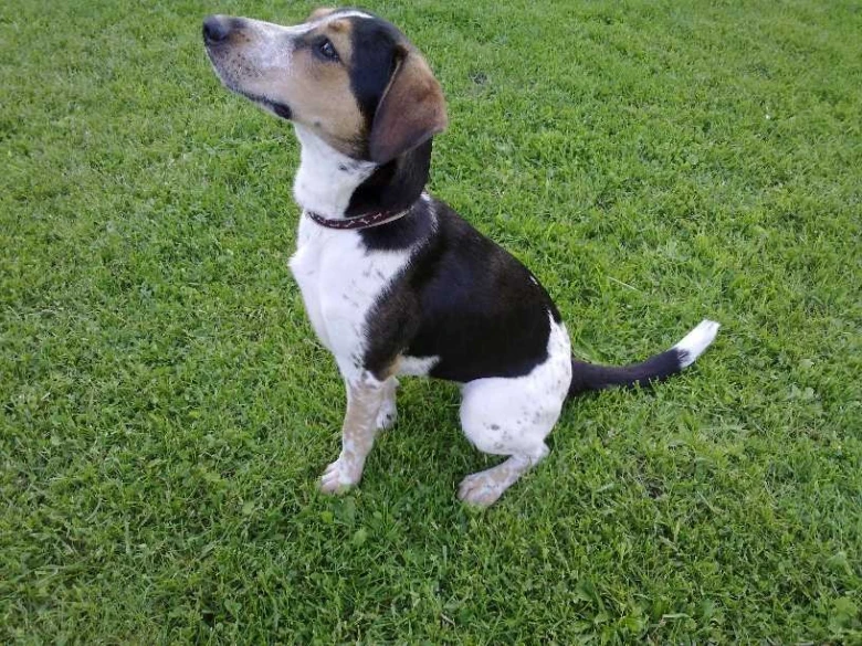 Beagle sedí na trávníku a dívá se nahoru.