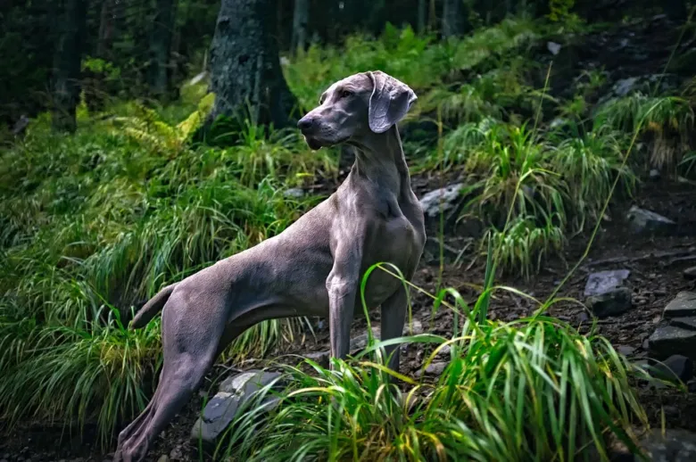 Weimaraner lovecký pes stojí v lesní přírodě.