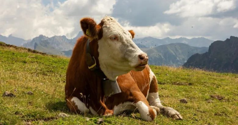 Hnědo-bílá kráva odpočívá na zelené louce s horami v pozadí.