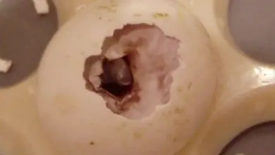 Bílé vajíčko papouška s prasklou skořepinou ukazující embryum.