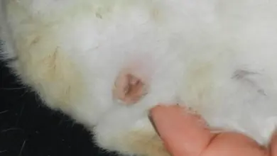 Blízký záběr na pohlavní orgány morčete pro určení pohlaví.