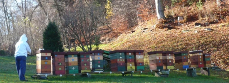 Včelař s úlami na trávníku u lesa