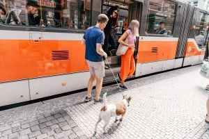 Pes s majitelem nastupuje do tramvaje v Praze.