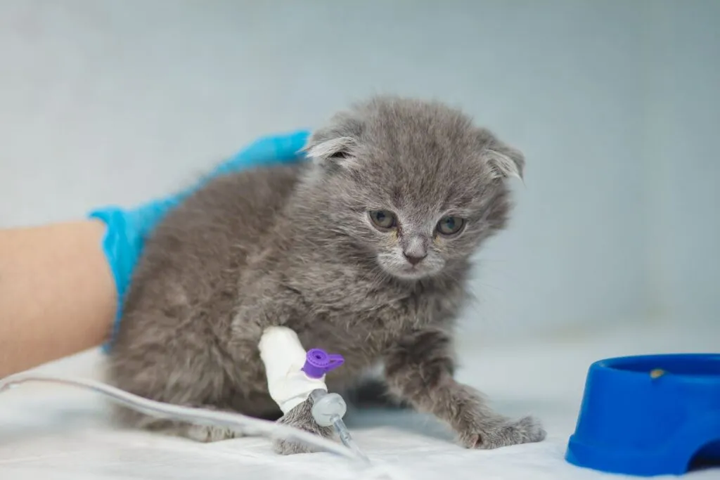 Malá nemocná kočka dostává infuzi v veterinárním zařízení.