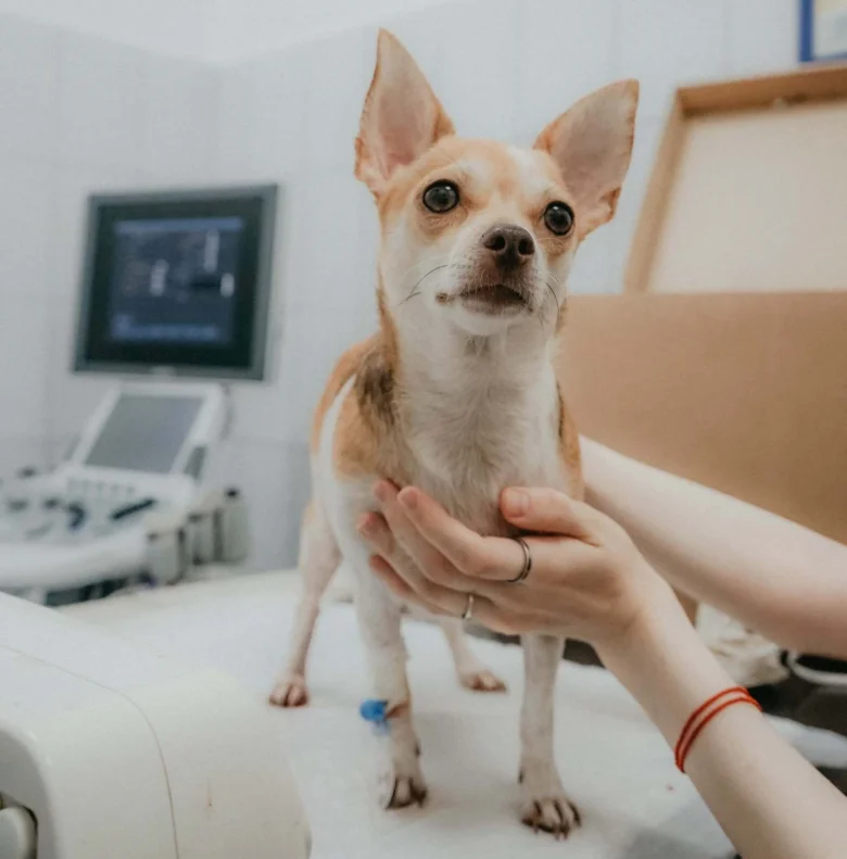 Malý pes v ordinaci veterináře při vyšetření.