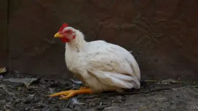 Bílý kohout s zmrzlým hřebenem na pozadí tmavé stěny.