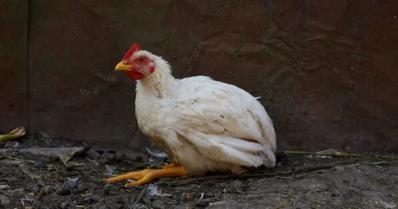 Bílý kohout s zmrzlým hřebenem na pozadí tmavé stěny.