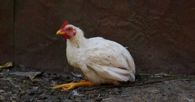 Bílé slepice sedící na zemi před tmavou zdí.