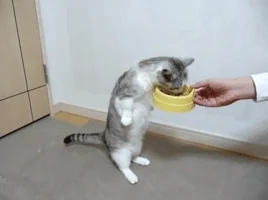 Koťata stojí na zadních tlapkách, aby snědla z misky.