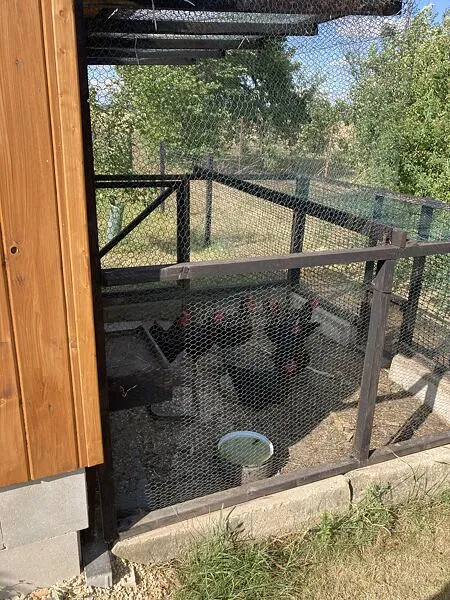 Venkovní výběh s kuřaty plemene Oravka pro začátečníky