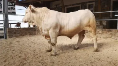 Bílý masný skot v chovu na farmě