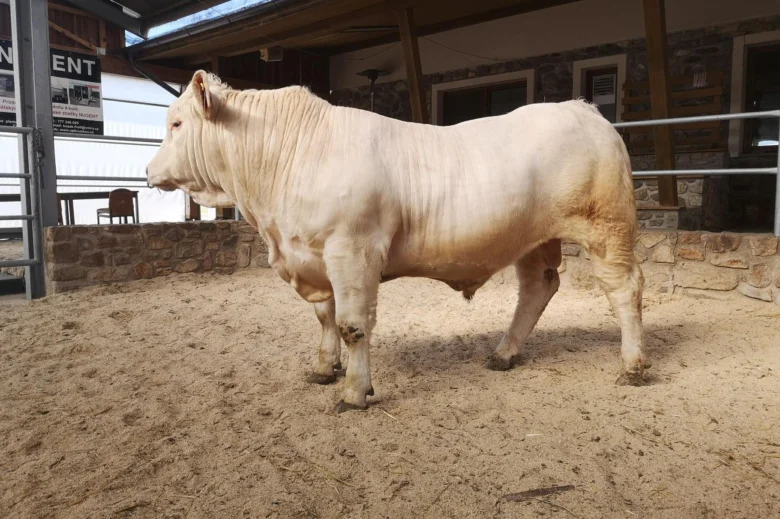 Bílý masný skot v chovu na farmě