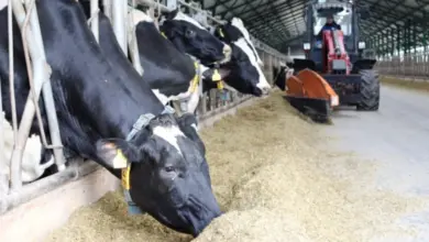 Cows eating feed in barn