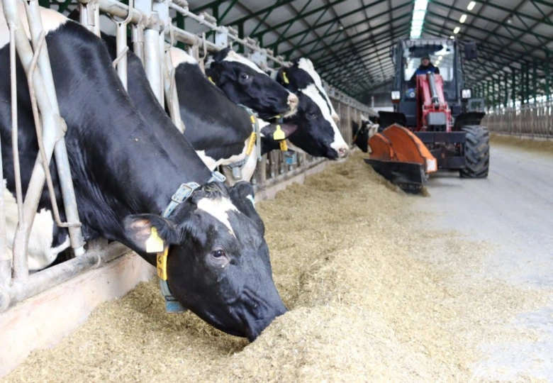 Cows eating feed in barn