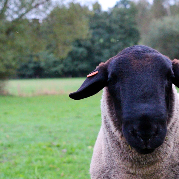Portrét hlavy ovce plemene texel na zelené louce.
