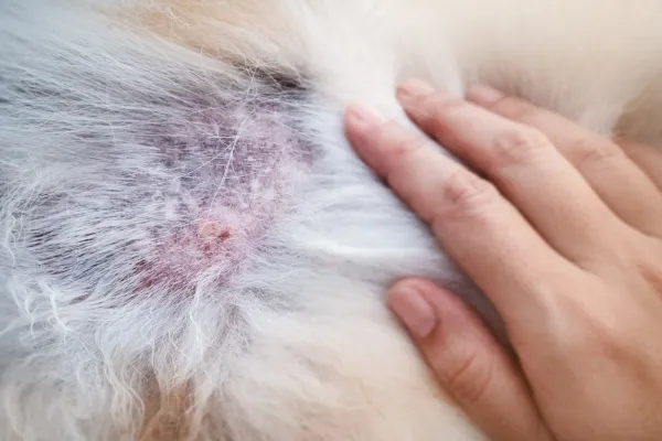 Zapálené místo na srsti yorkšírského teriéra s dermatitidou.