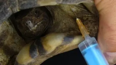 Lékař podává injekci želvě, která je stále živá.
