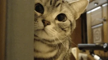 Zvědavá kočka se podívá z okraje dveří do místnosti.