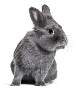 Malý šedý králík sedící na bílém pozadí.