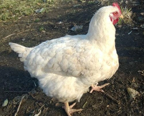 Bílé brojlerové kuře stojící na zemi venku.