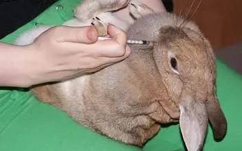 Rukou se prohlíží břicho králíka ležícího na koleni.