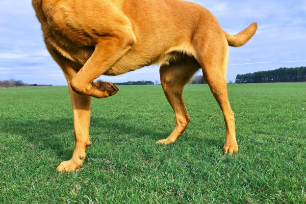 Hnědý pes stojí na trávníku s zvednutou zadní nohou.
