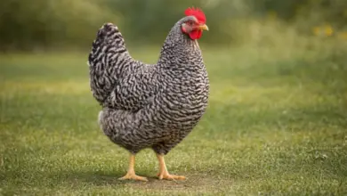 Lakenfelder slepice s typickým pruhovaným peřím na trávníku.