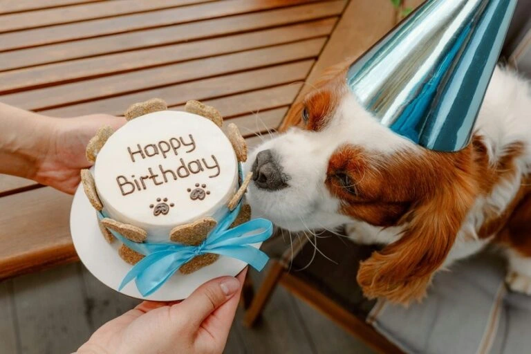 Pes s čímkem Happy Birthday v klobouku na zahradě