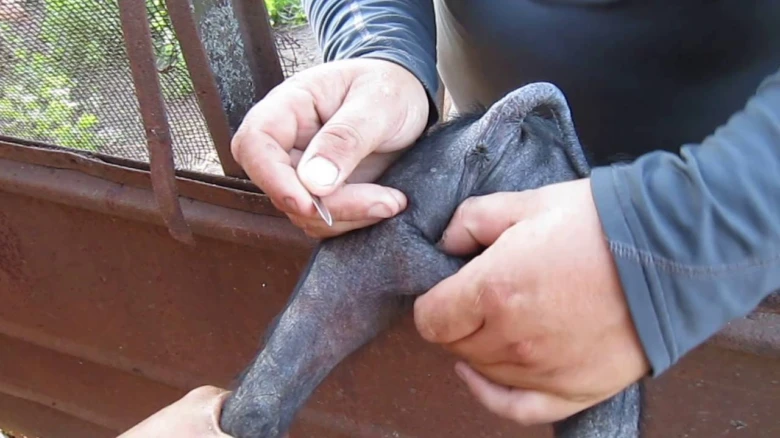 Kastrace selat: chirurgický zákrok na prasátku s nožem.