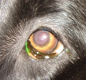 Dog eye with cataract