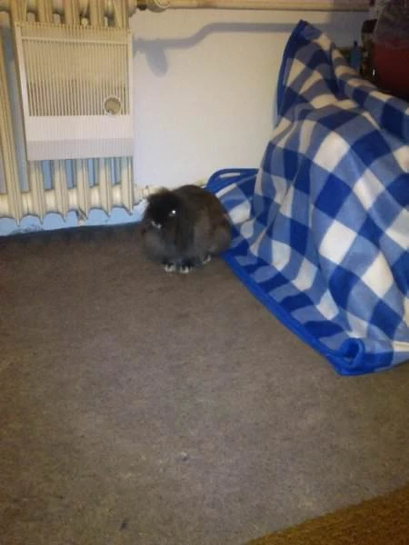 Králík sedí na koberci vedle modro-bílé deky.