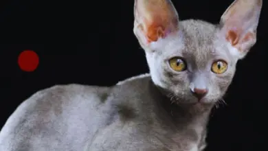 Šedá kočka bez srsti na černém pozadí.