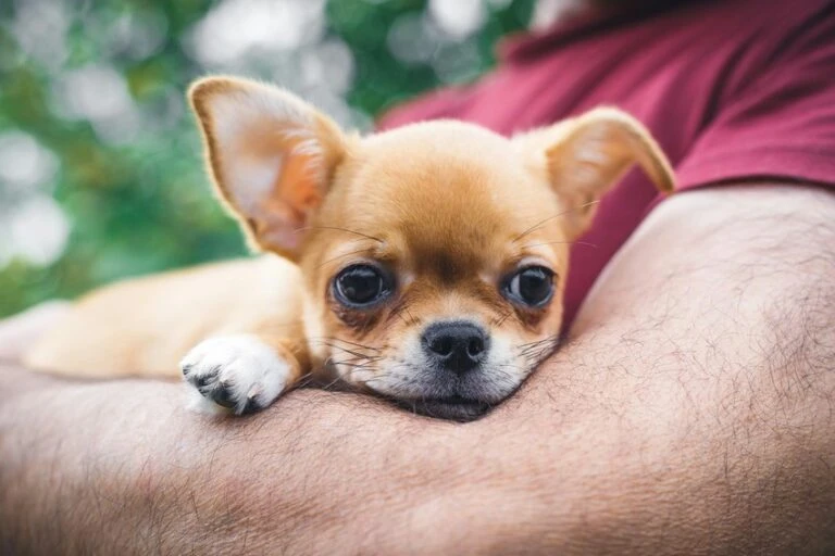 Malý štěně chihuahua odpočívá na paži člověka venku.