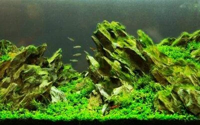 Akvarium s rostlinami a kameny bez pěny na vodě.