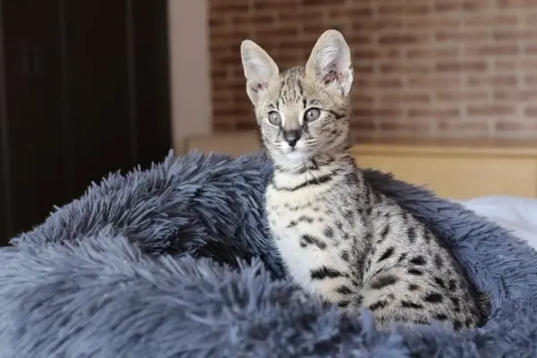 Mladé koťe plemene Savanna sedí v modrém polštáři.