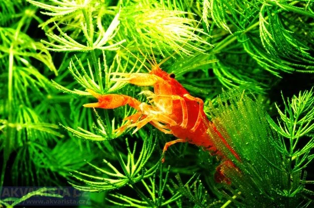 Red crayfish in plants