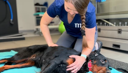 Veterinářka prohmatuje břicho psa v ordinaci.