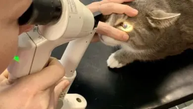 Veterinář zkoumá oko kočky pomocí oftalmoskopu.