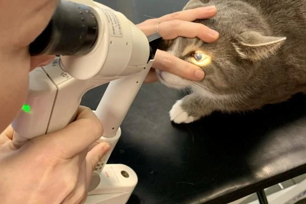 Veterinář zkoumá oko kočky pomocí oftalmoskopu.