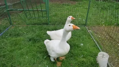 Dvě bílé husy v ohradě na trávníku s krmivem.