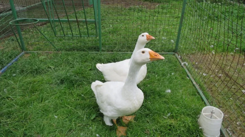 Dvě bílé husy v ohradě na trávníku s krmivem.