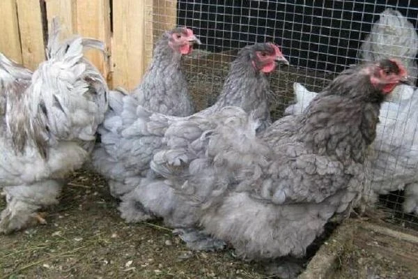 Šedá kuřata v kleci na farmě.