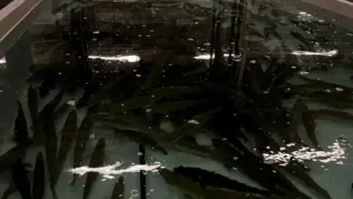 Ryby v nádrži pro domácí chov pstruhů s technologií.