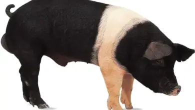 Černobílé prasátko stojící v profilu na bílém pozadí.