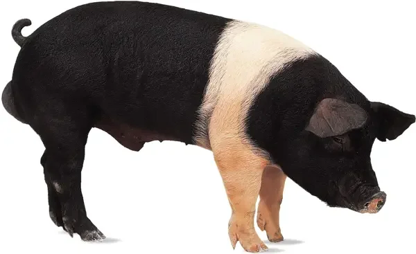 Černobílé prasátko stojící v profilu na bílém pozadí.