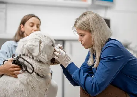 Veterinář zkoumá psa v ordinaci - příznaky paraproktitidy.