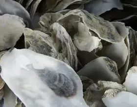 Hromada mušlí z ostřic na pozadí akvária.