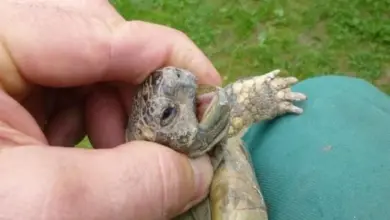 Ruka drží malou želvu s vytaženým nosem před zelenou trávou.