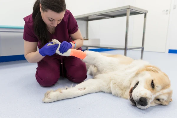 Veterinářka léčí zraněnou zadní nohu psa na klinice.